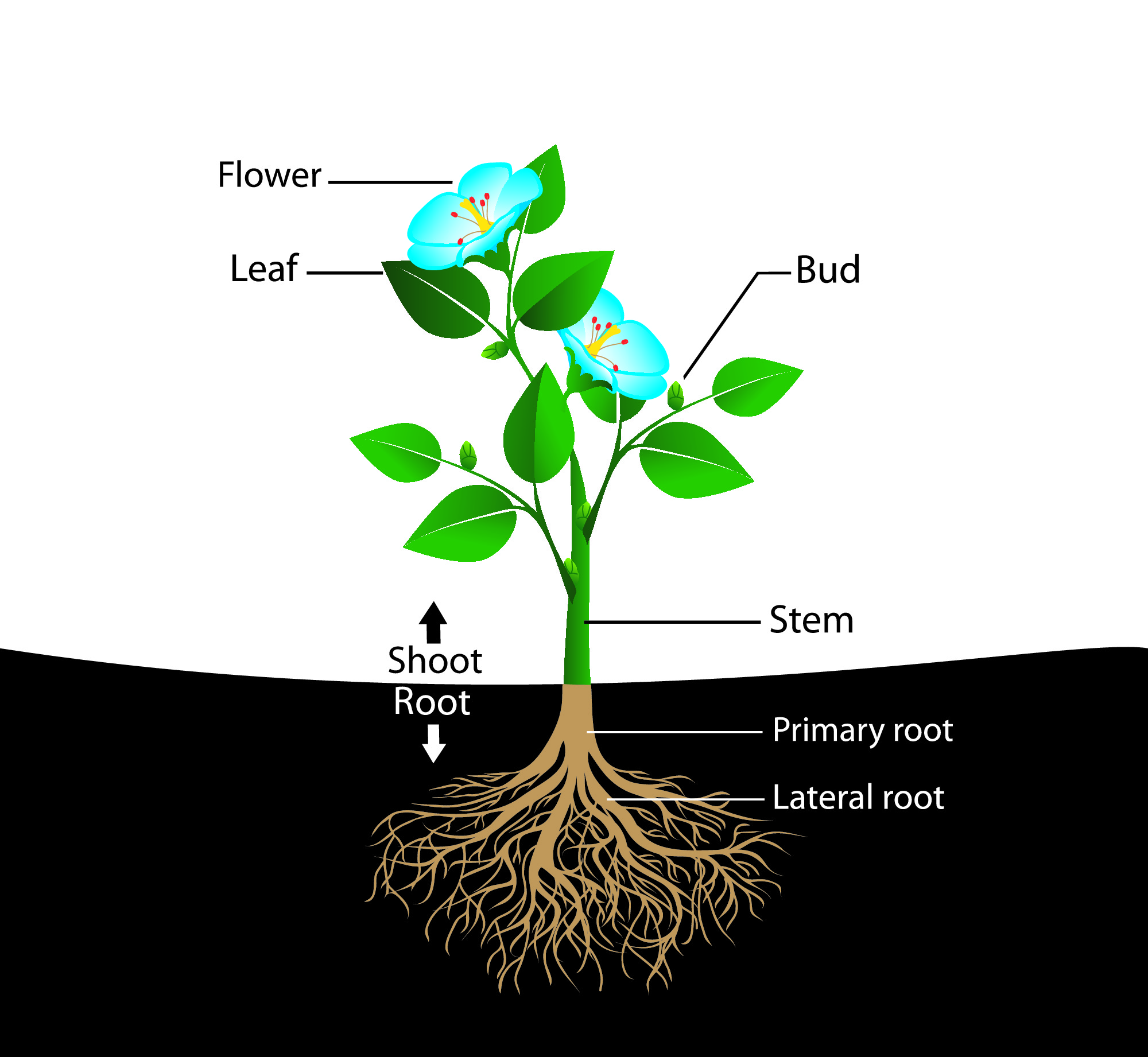 all-about-plants-explained-for-kids-3-main-parts-of-a-plant-youtube